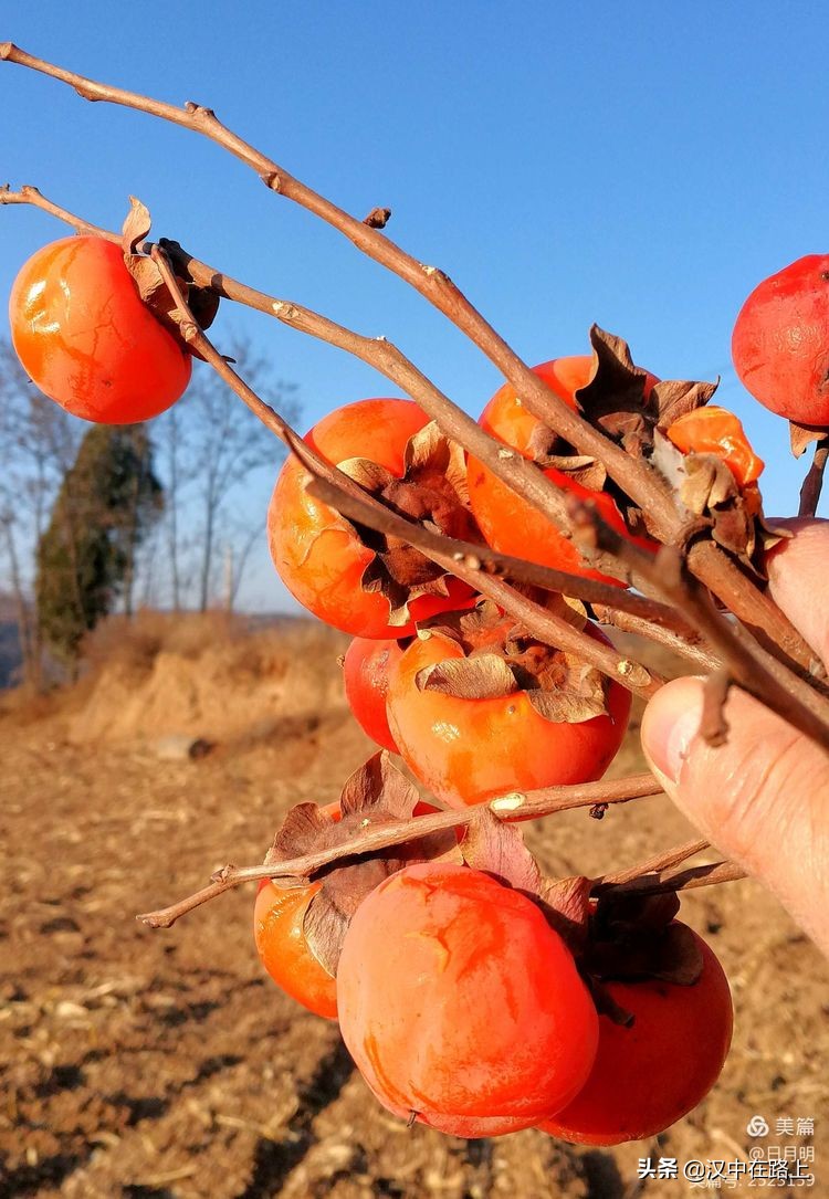 塬上的柿子红了