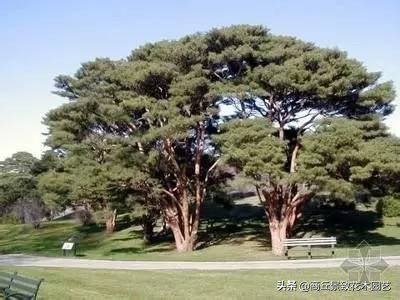 常绿乔木有哪些（70多种常用常绿乔木图例宝典）
