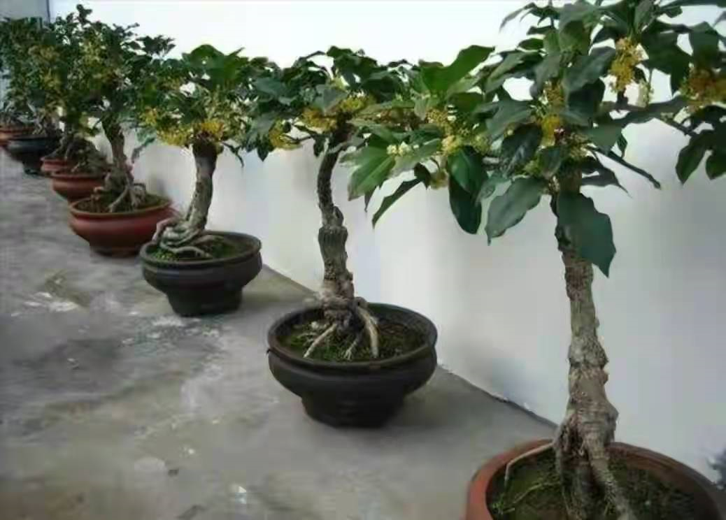 院子里种石榴树的禁忌（7种镇宅树有空地种一棵）