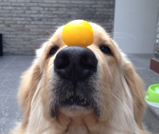 狗可以吃奶酪棒吗(这些美食狗子都能放心吃)