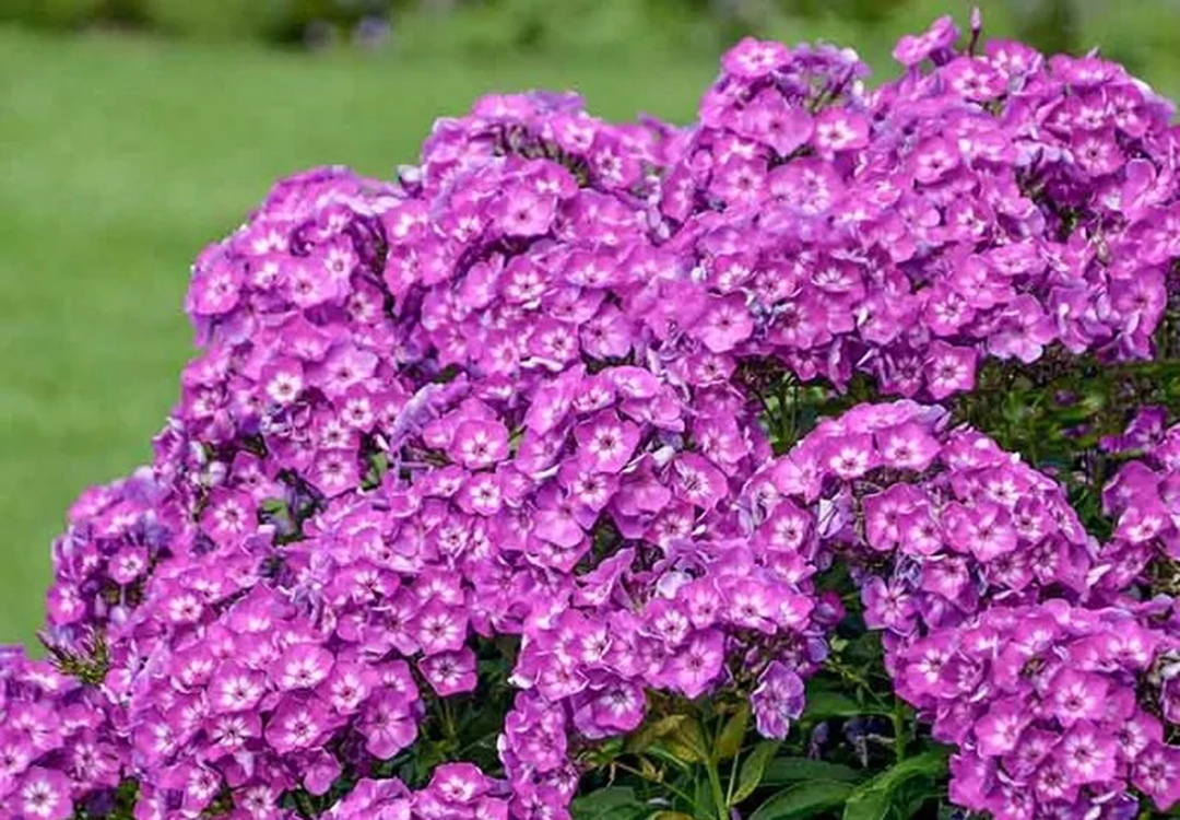 宿根福禄考花期什么时候（夏季里最佳的观花植物）