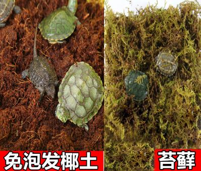 冬天乌龟要不要放在水里面（手把手教你乌龟安全过冬方法）