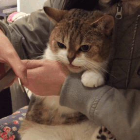 貓咪為啥會揍我？是我做錯了什么嗎？