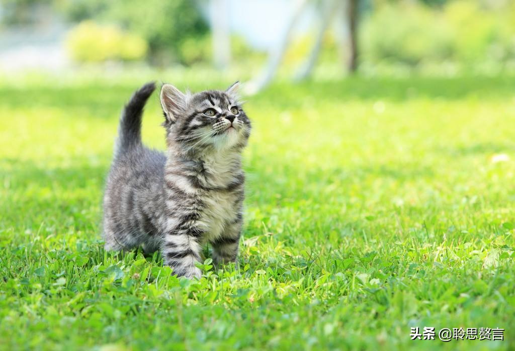 古代描写猫的诗词(精选三十三首咏猫诗词)