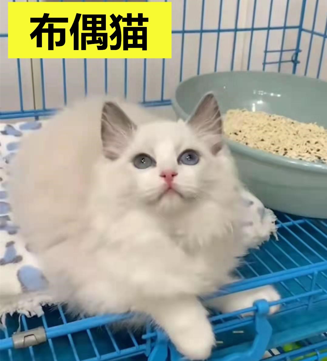 养什么猫咪比较好？五种宠物猫全面测评，有你喜欢的吗？