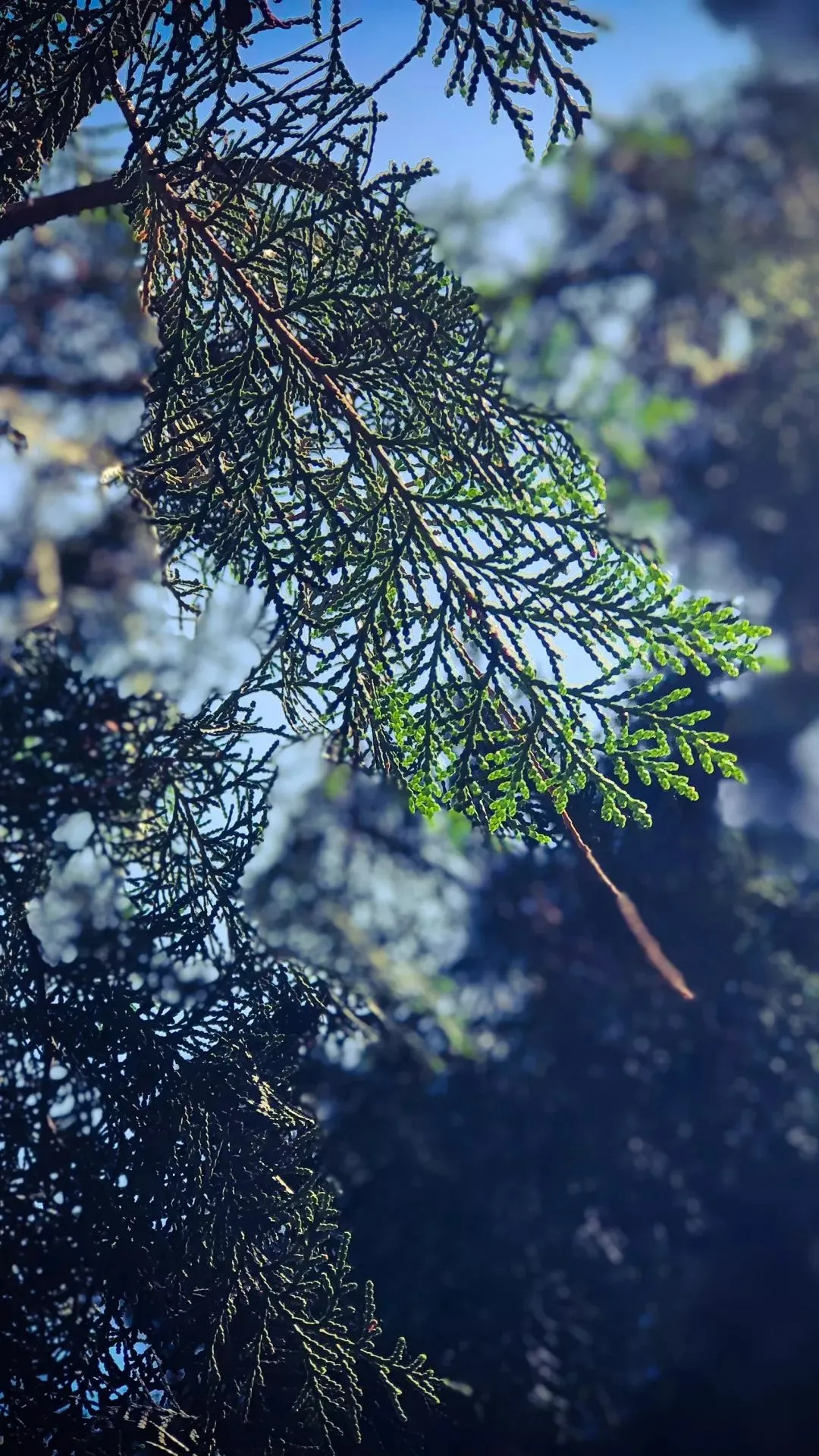 各大名校高清壁纸！来看看有没有你的理想大学呀