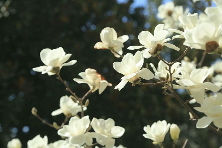 梦想花开，走进山东财经大学的春天！