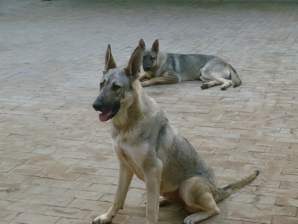 中国狼青是什么神仙宠物,这些好处只有养过的人才知道