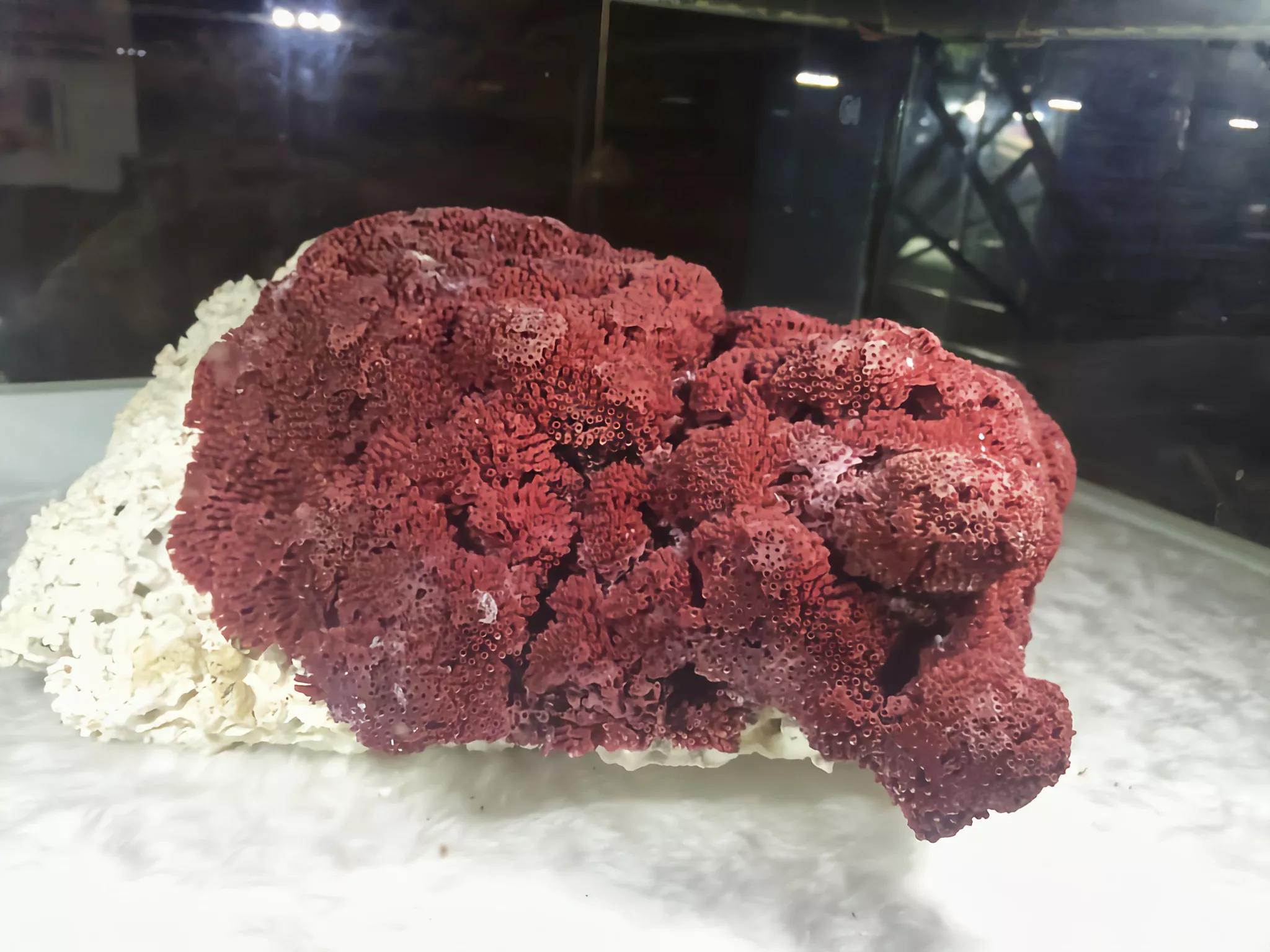 一,红珊瑚的组成红珊瑚又称火珊瑚,形似树状,又被称为"红珊瑚树".