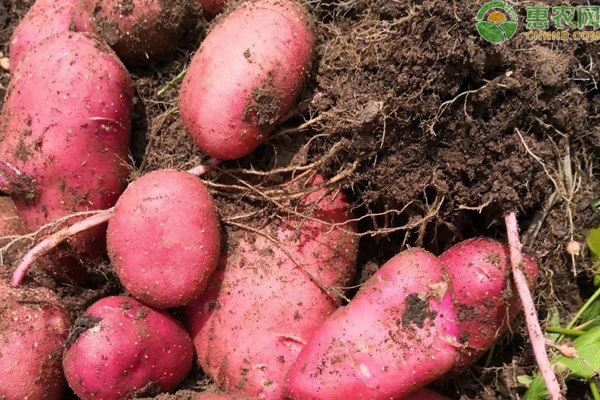 2020土豆最新价格多少钱一斤？附行情走势分析