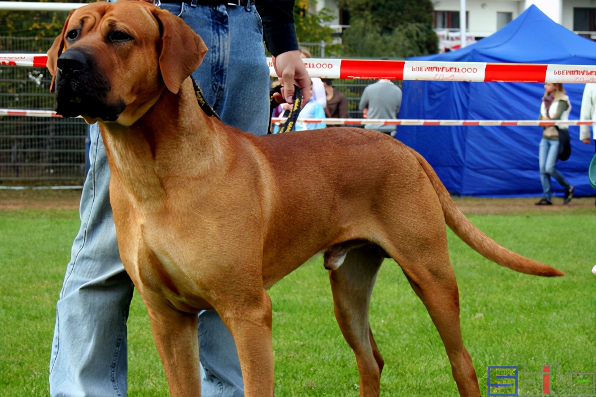 世界十大猛犬排名（国际犬业联盟公布的世界十大猛犬排行）