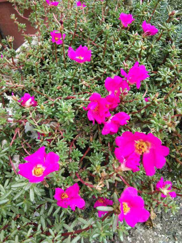 真正的“花坚强”，墙缝、地缝都长满，开花特别旺