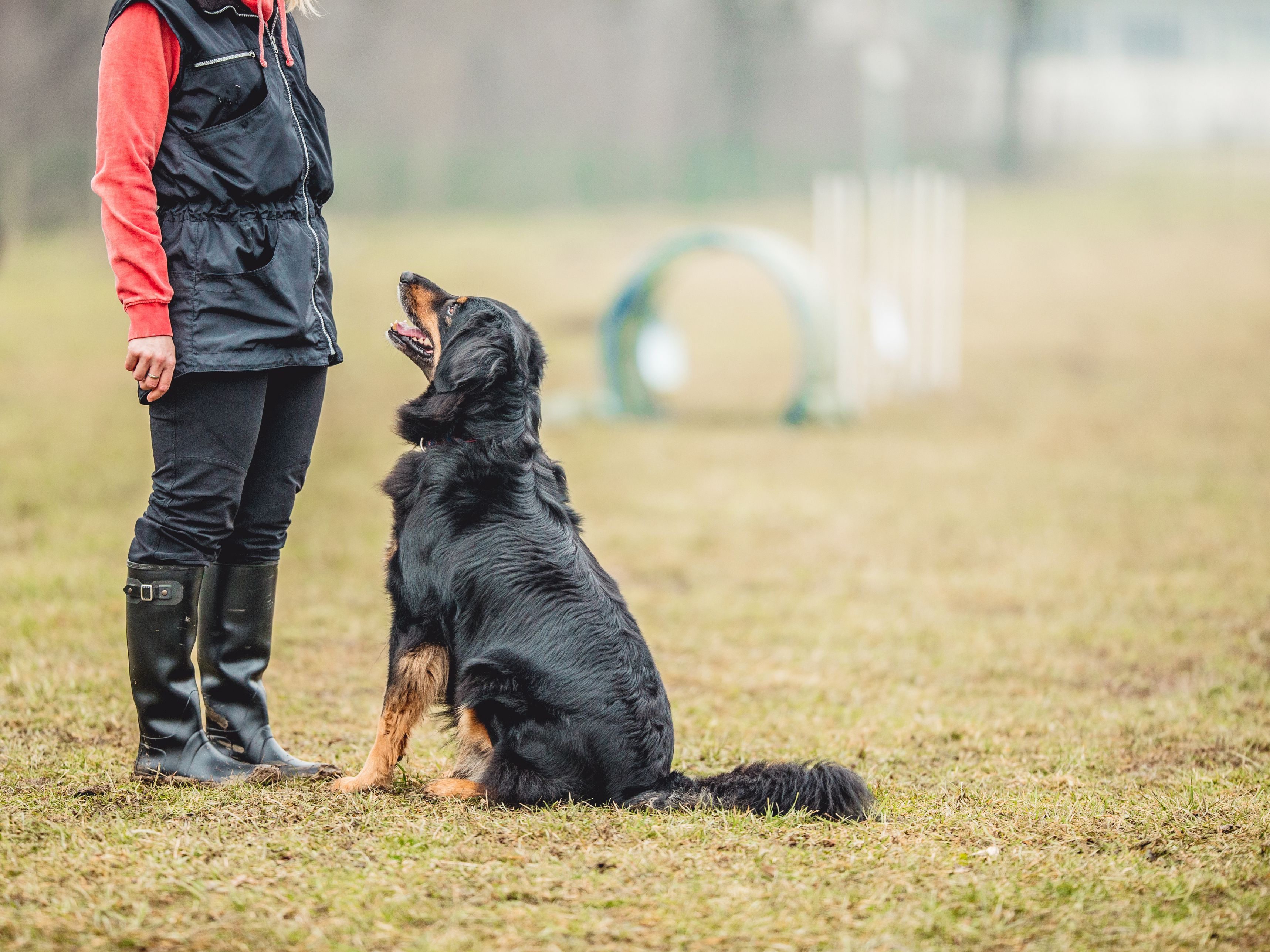 训犬有基地、上门、视频教学，训练狗狗方式这么多，哪种会更好？