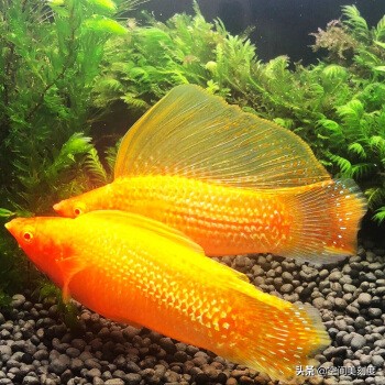 30种惊艳的热带观赏鱼装饰你的家 - 114知识网