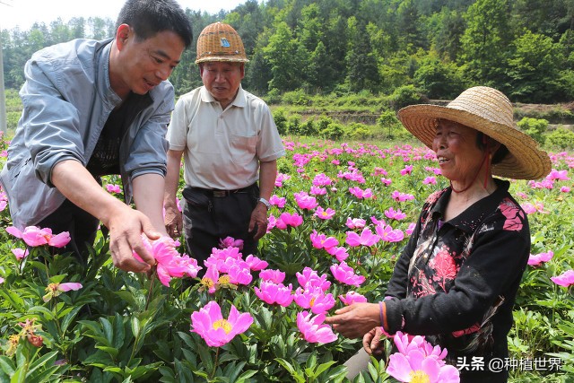 白芍栽培,白芍栽培技术