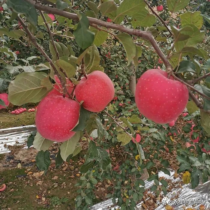 蘋果的產地,蘋果的產地主要在哪里