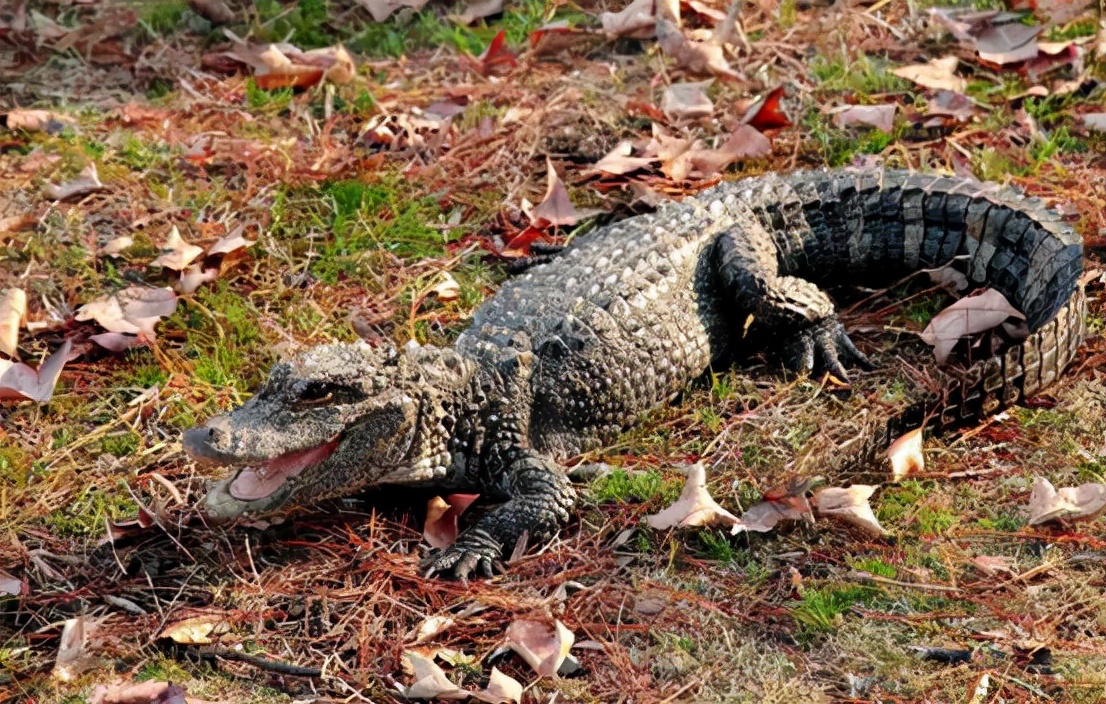 蛟龙和龙的区别,蛟厉害还是龙厉害