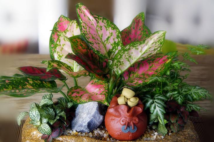 盆栽植物中的"观叶皇后",不仅色彩绚丽,而且寓意吉祥又如意