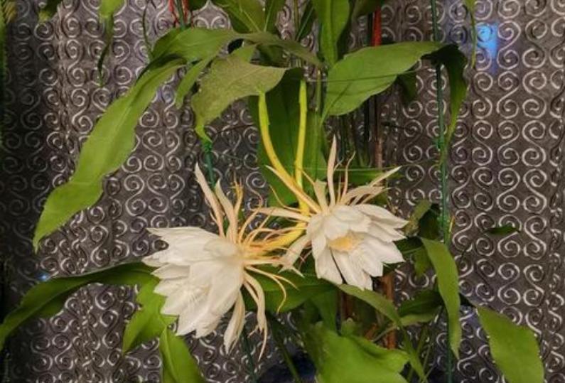 昙花一现是什么意思 昙花一现现多比喻什么-起航号