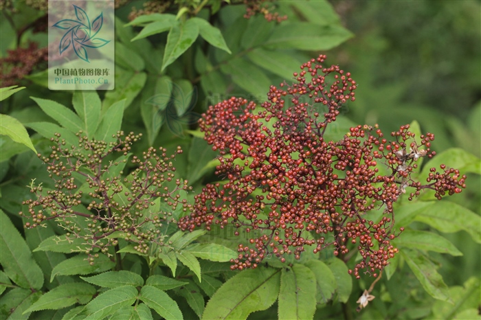 接骨丹的功效和作用(接骨药) - 行就行