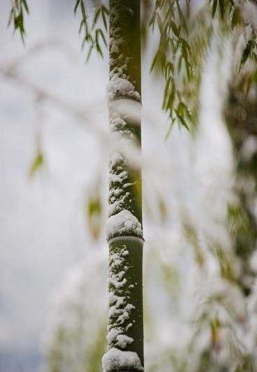 「诗词鉴赏」古诗词中的雪竹，不负岁寒心！