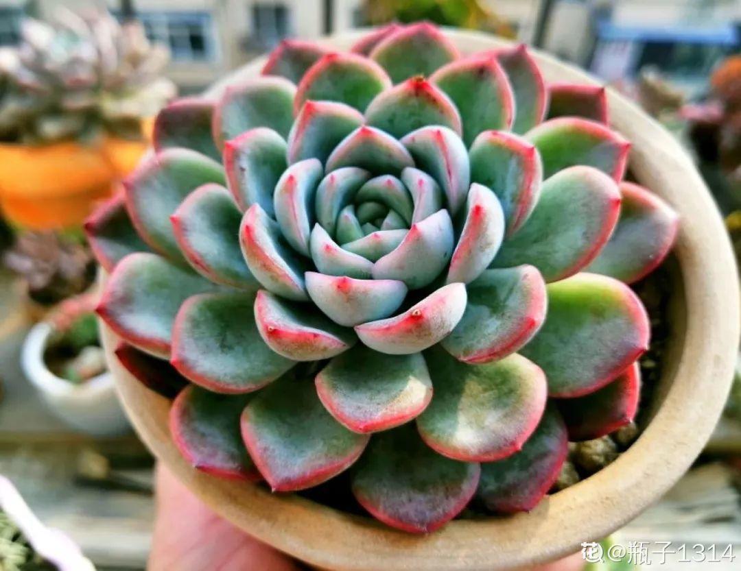 想要长寿花冬天抗冻一点,趁现在撒把肥,叶子厚实开花还多
