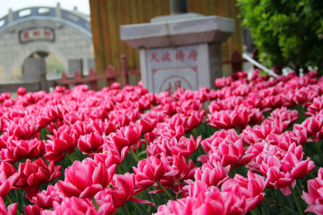 诗词中亭亭玉立的郁金香