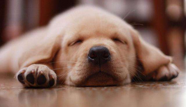 狗狗不断呕吐却只是干呕？可能是狗狗胃酸倒流了。主人该如何应对