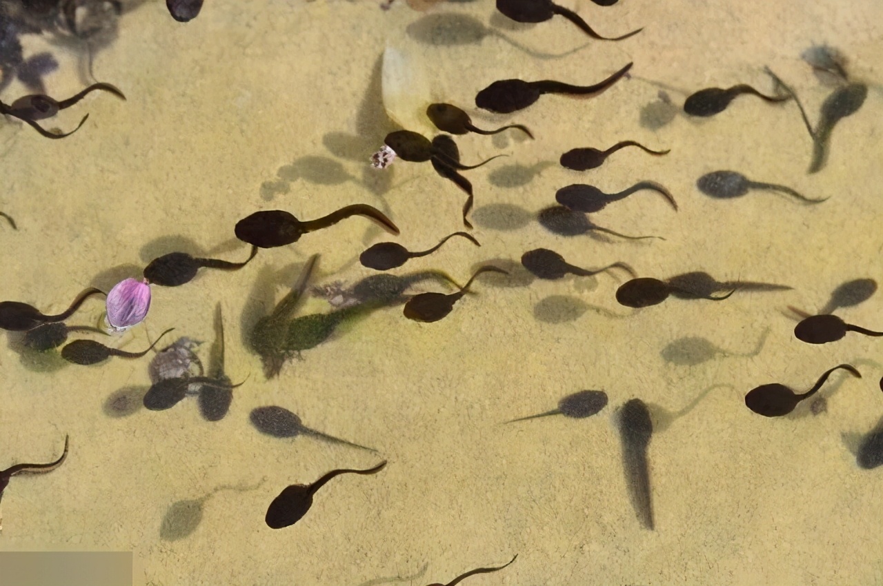 蝌蚪吃什么食物?() -新时代资讯