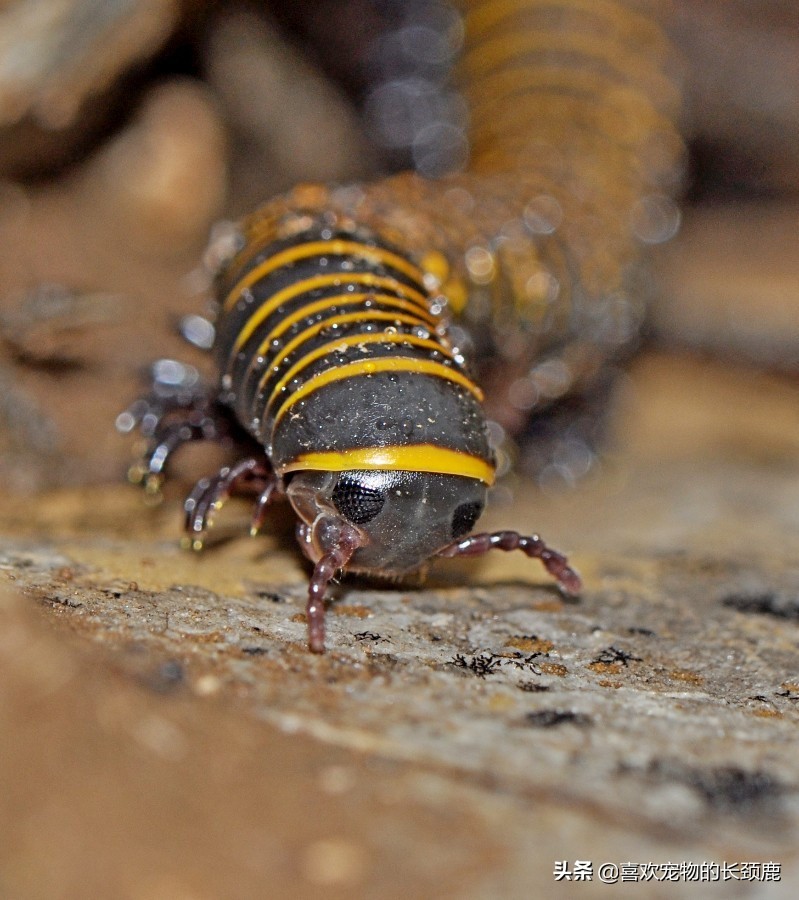 蜈蚣属于昆虫吗(蜈蚣属于昆虫吗图片) - 风集网