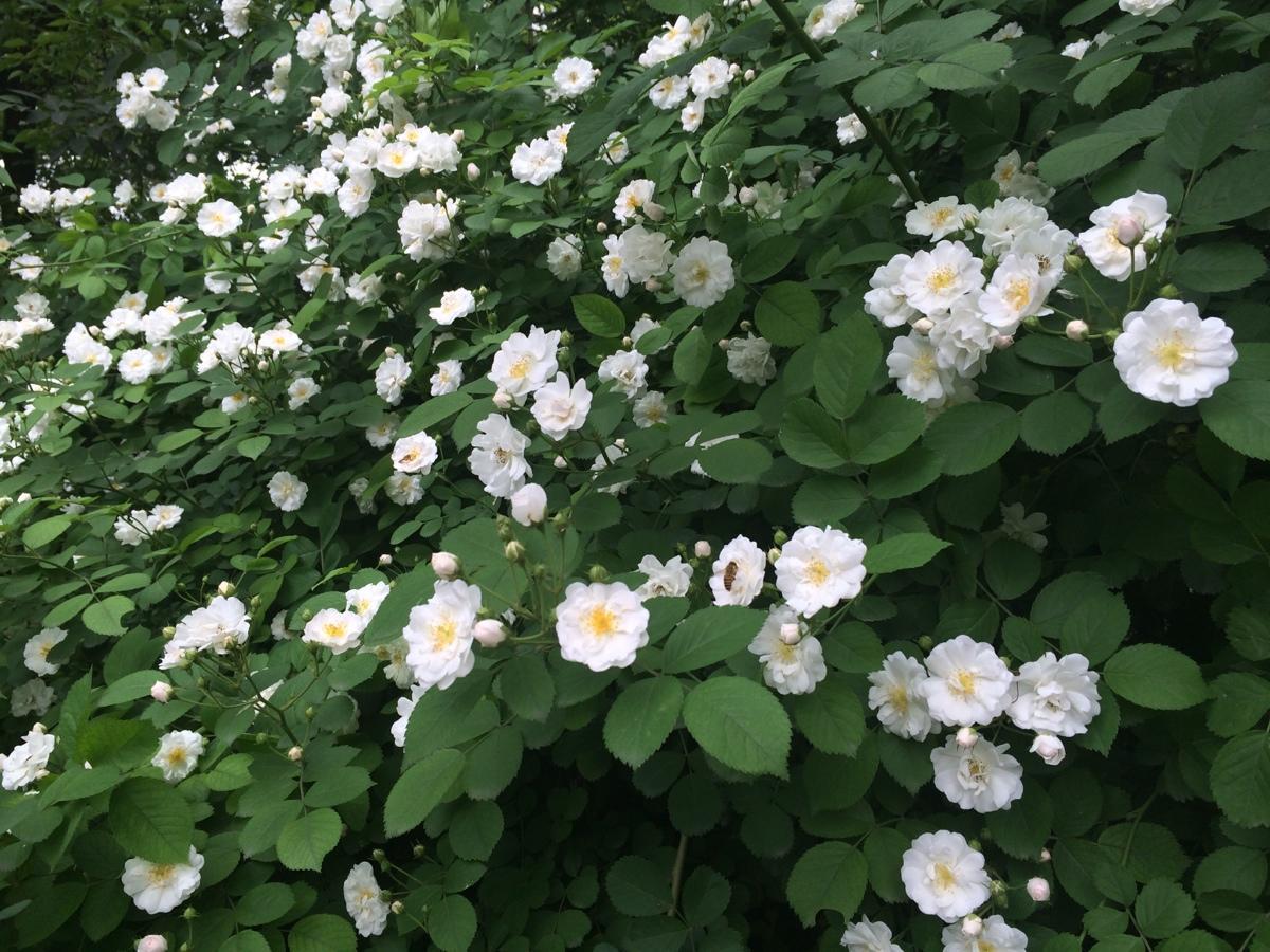 蔷薇花娇嫩花瓣一层层，养在庭院丛丛开花，邻居真开眼