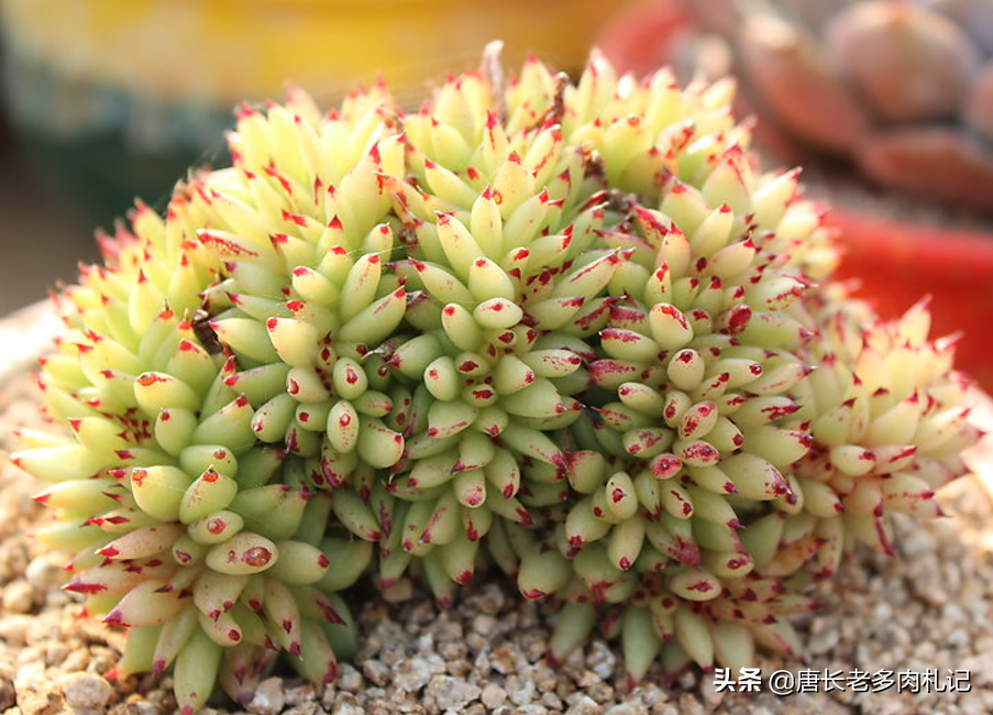 东云系多肉有哪些品种(东云系常见的6种多肉植物)