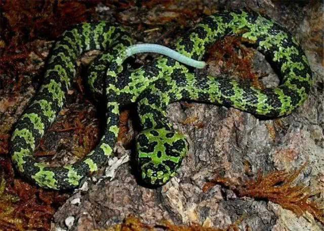 青环海蛇 剧毒海蛇都剧毒,比银环还毒,主要特征是尾巴是鱼鳍状.