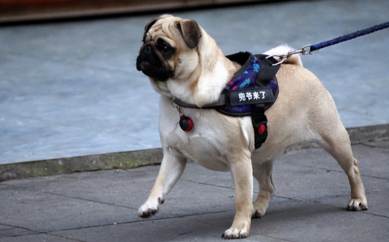 巴哥犬纯不纯,这样看就知道,轻松买到纯种巴哥