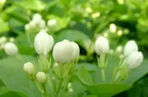广州市市花是什么（全国56个城市的市花介绍）