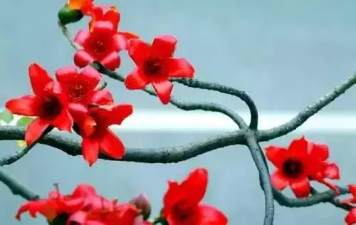 广州市市花是什么（全国56个城市的市花介绍）