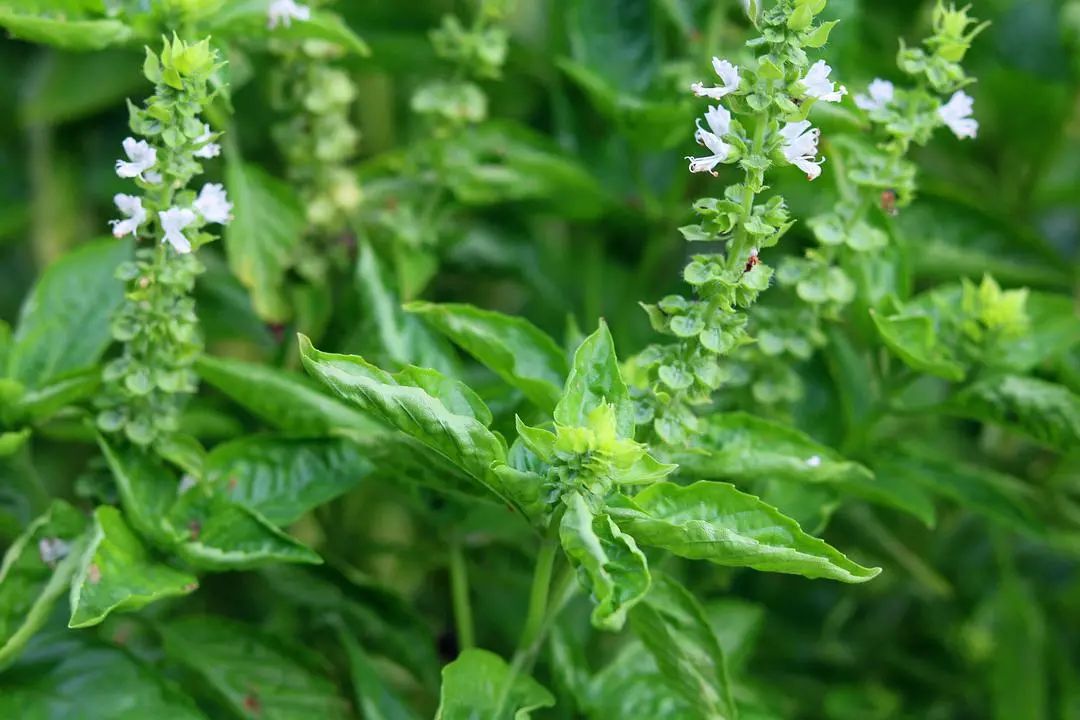 罗勒叶功效与作用-我的快乐小窝