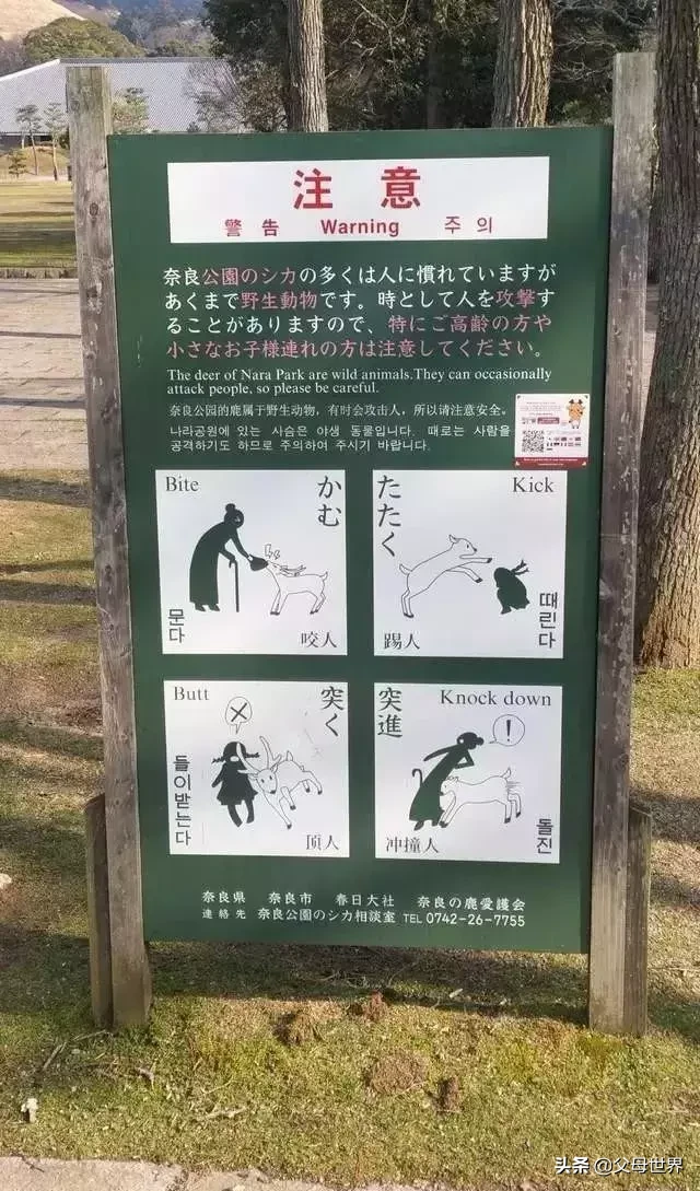 奈良小鹿一年伤了209人!8人骨折!原来鹿有这个反应是攻击的意思
