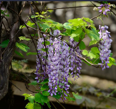 西南大学2016-2018录取分数线