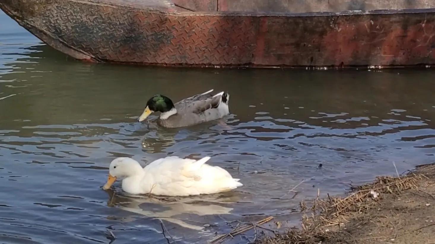 春水暖,相见欢「图文原创」鸭求偶 船湖美文美图美景散文