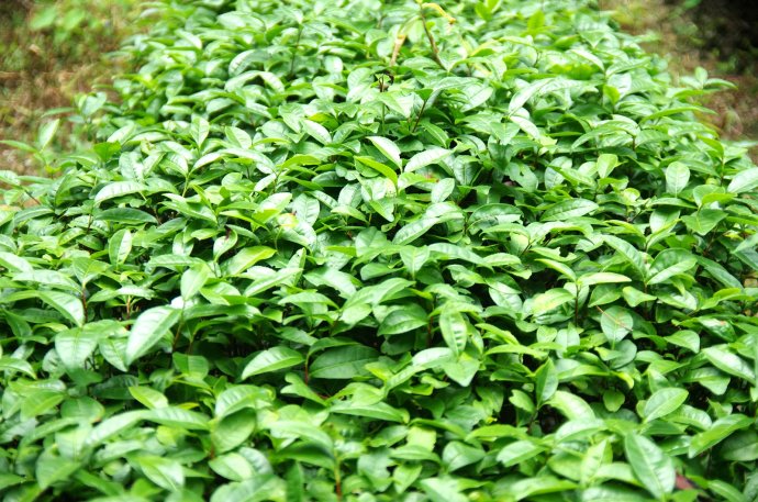 奇丹,才是真正的大红袍!