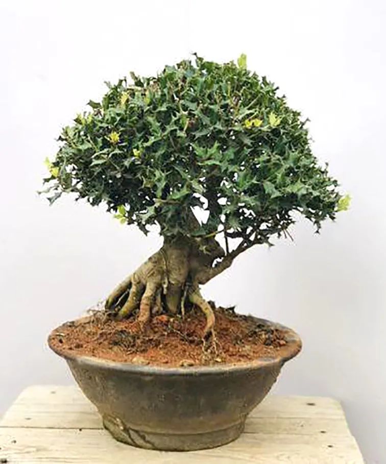 枸骨树图片(浑身是刺也浑身是宝的枸骨树)