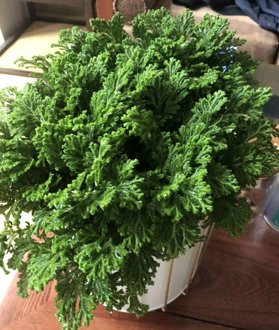 九死還魂草,九死還魂草的功效與作用