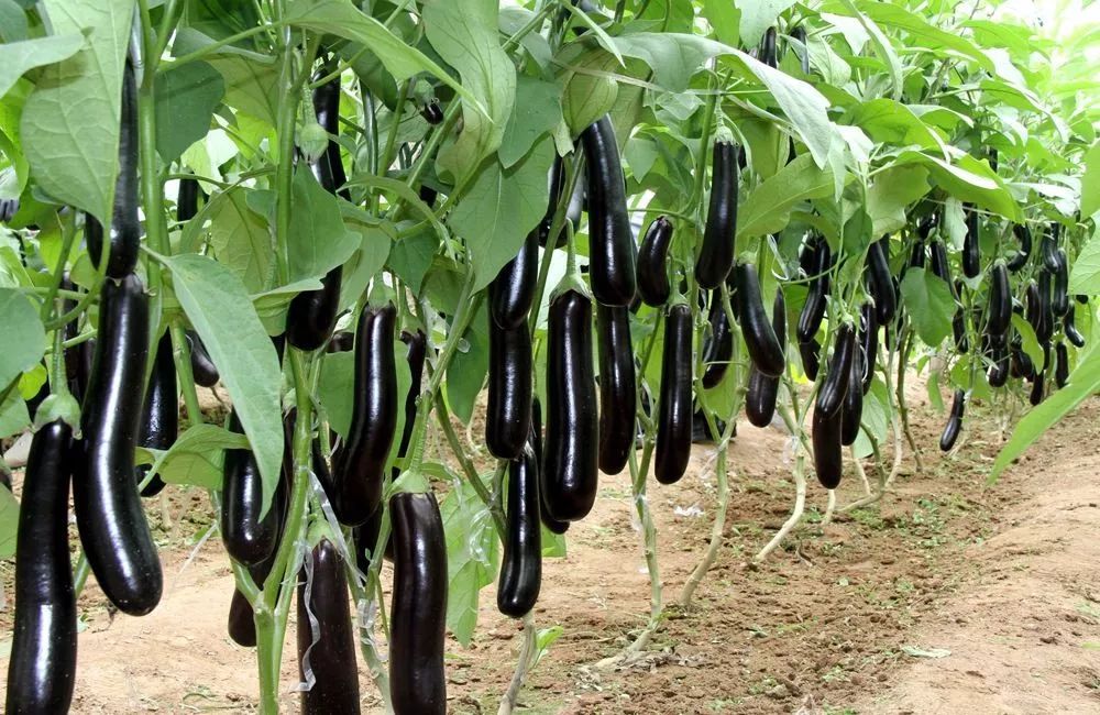 全国进入高温炙烤状态。还好东北还有两场雨要下