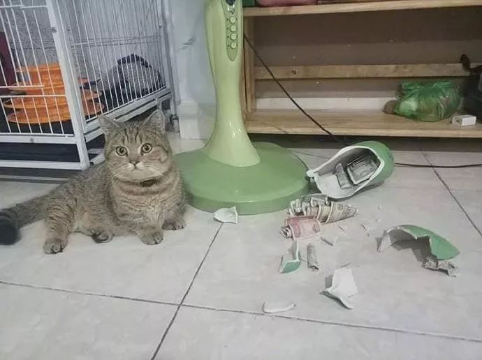 关于猫咪，那些鲜为人知的“冷知识”