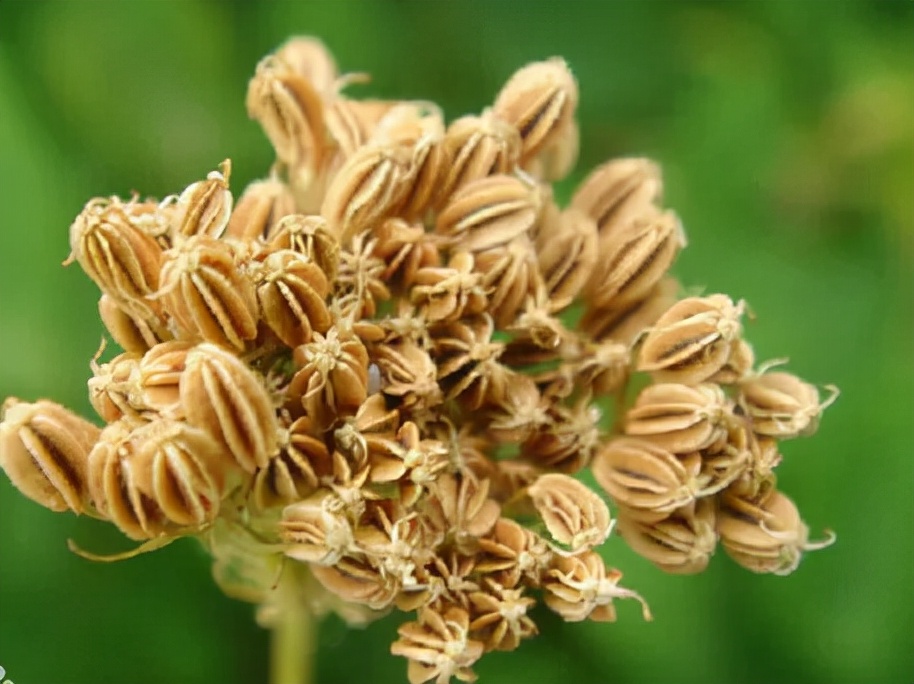 中药蛇床子多少钱一斤(蛇床子) - 价格百科