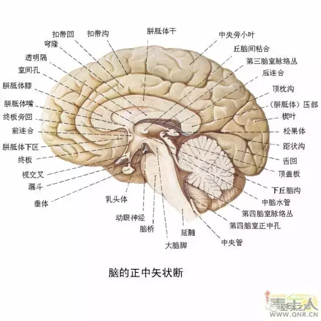 神经元结构示意图（神经元结构示意图手绘）-第13张图片-科灵网