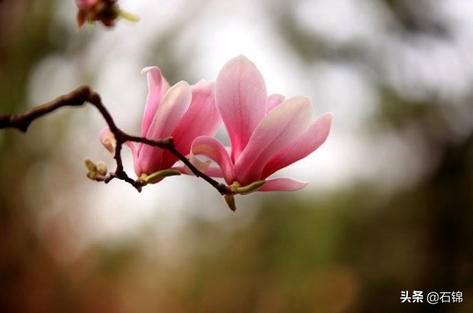 七首唯美暮春诗词，在诗词中欣赏春日最后的风景
