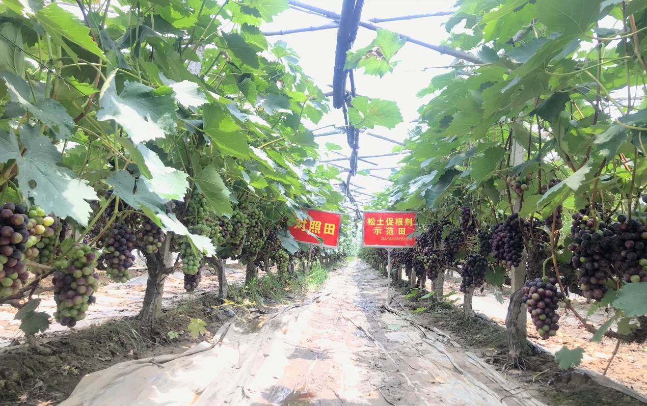 解決土壤問題為啥要用土壤調(diào)理劑，聽聽專家怎么說？