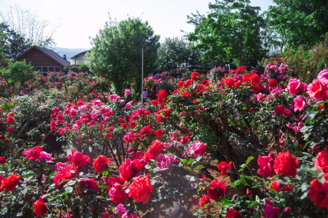 金色庄园葡萄酒价格云南红河州弥勒玫瑰庄园